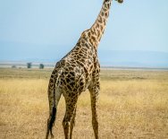 Žirafa – pohľad zozadu