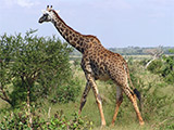 Afrika (žirafa) - informácie o Africkom kontinente