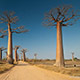 Baobaby z Madagaskaru