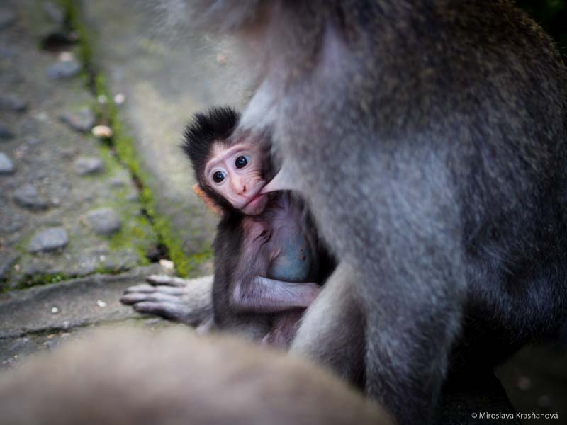 Opičí les, Ubud, Bali
