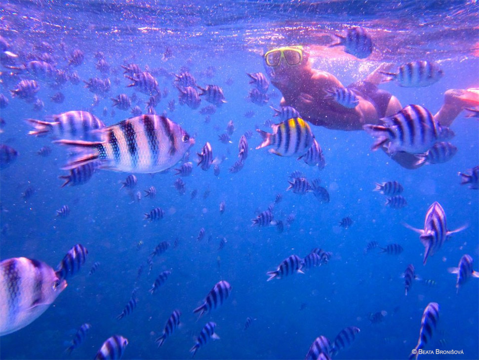 Potápanie na Fidži - Blue Lagoon resort, Yasawa - fotka týždňa