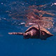 Stretnutie s korytnačkou, Seychely