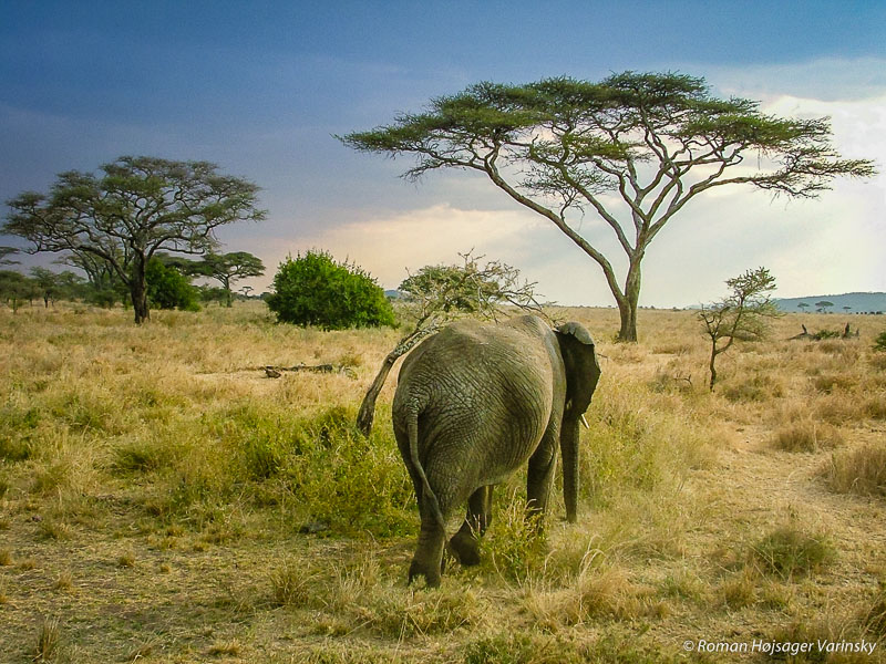 Slon v národnom parku Serengeti