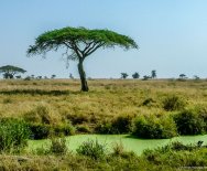 Príroda v Serengeti