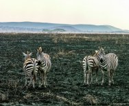 Odpočívajúce zebry