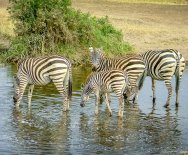 Napájajúce sa zebry