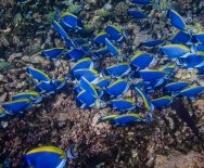 Podmorský svet na ostrove La Digue