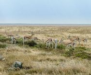 Skupina gaziel