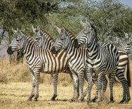 Skupinka zebier
