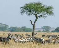 Stádo zebier