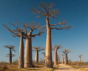Baobaby - dovolenka na ostrove Madagaskar