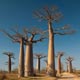Baobaby - dovolenka na ostrove Madagaskar