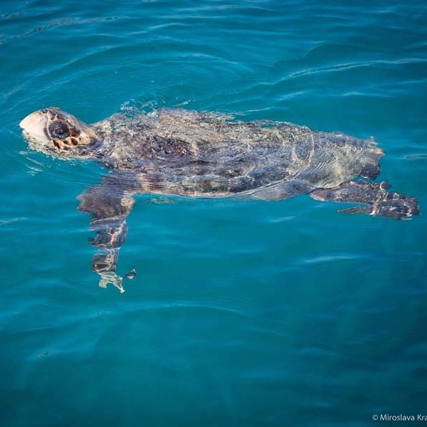 Caretta caretta, Zakynthos, Grécko