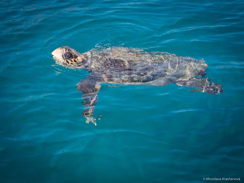 Caretta caretta, Zakynthos