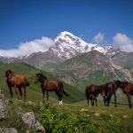 Kone z Kaukazu, Gruzínsko
