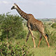 Najvyššia z vysokých, Keňa
