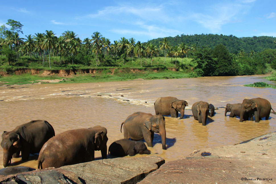 sri-lanka-slony-dp