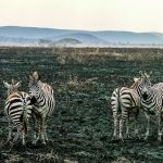 Zebry zo Serengeti