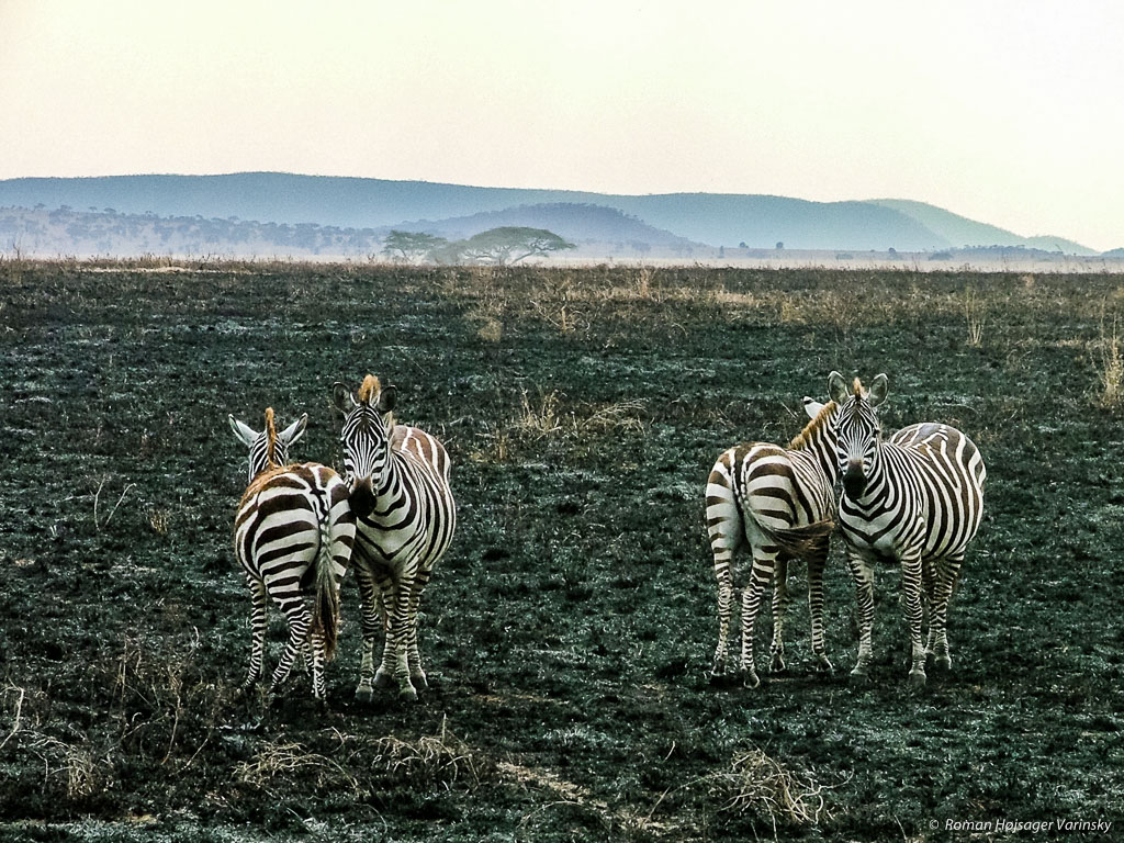 Zebry zo Serengeti