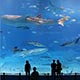 Druhé najväčšie akvárium na svete, Okinawa, Japonsko