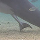 Delfíní pôrod, Havajské ostrovy