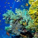 Koralový útes, Červené more, Egypt