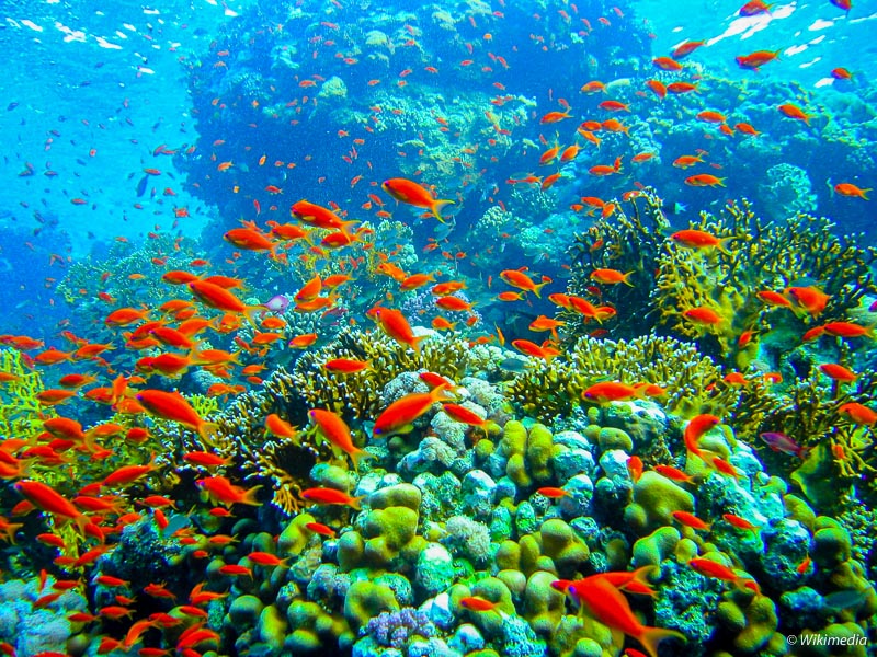 Koralový útes - Národný park Ras Mohamed