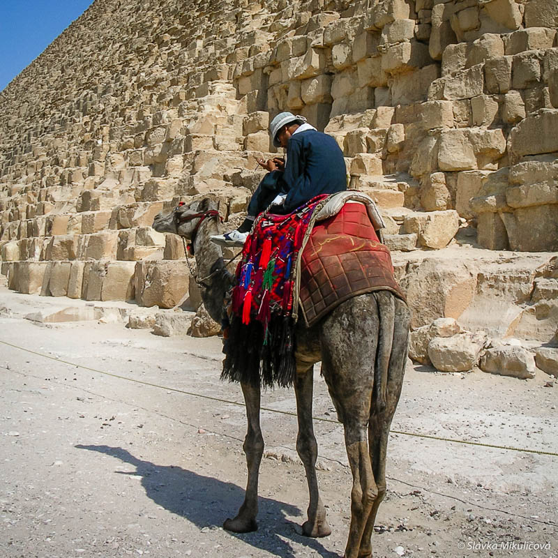 Ťava pod pyramídou v Gíze