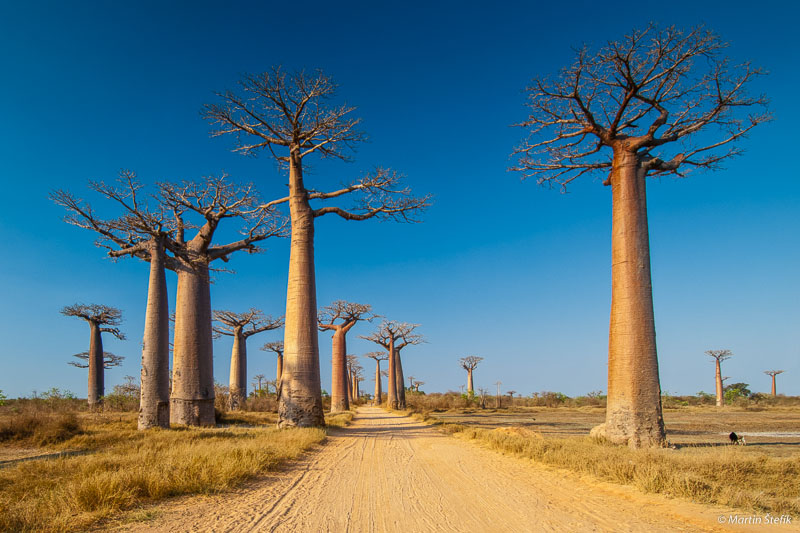 Alej baobabov na ostrove Madagaskar