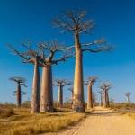 Alej baobabov