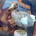 Vták Dodo - vyhynutý obyvateľ ostrova Maurícius