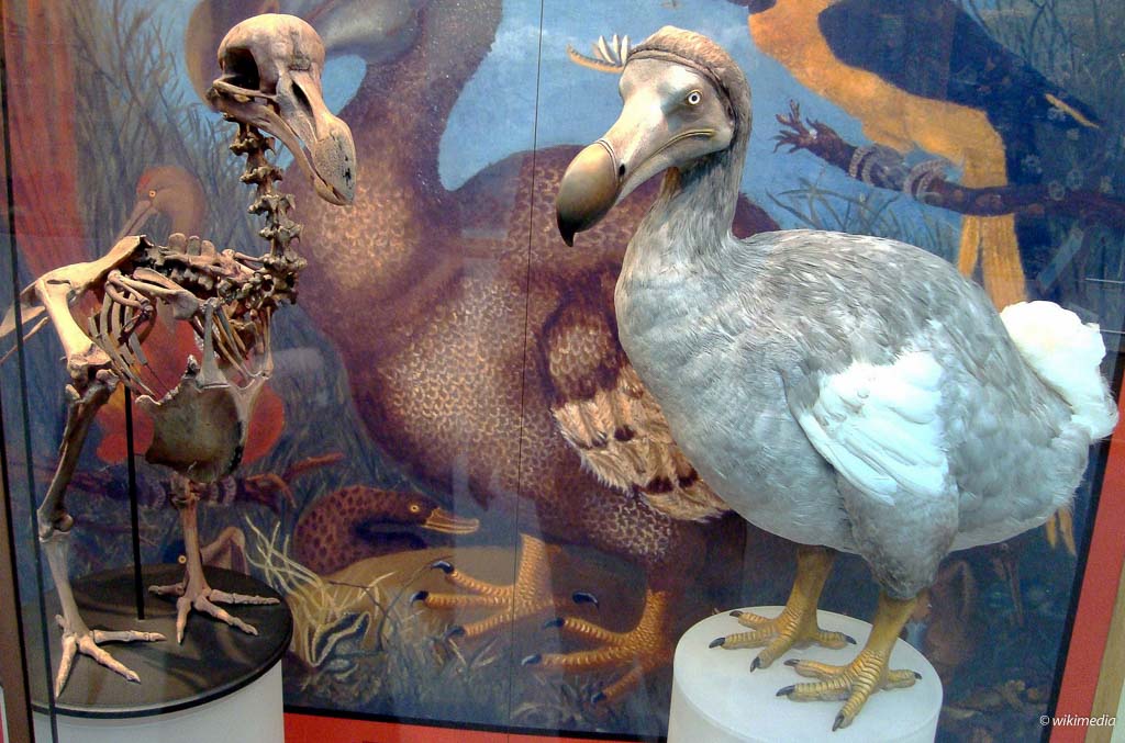 Vták Dodo - vyhynutý obyvateľ ostrova Maurícius