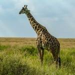 Žirafa v národnom parku Serengeti