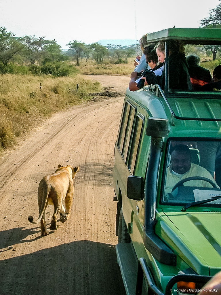 Ľudia v džípe pozorujú levicu na ceste, Serengeti, Tanzánia