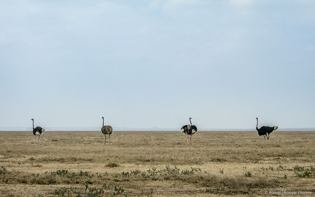 Pštrosy v Serengeti, Tanzánia