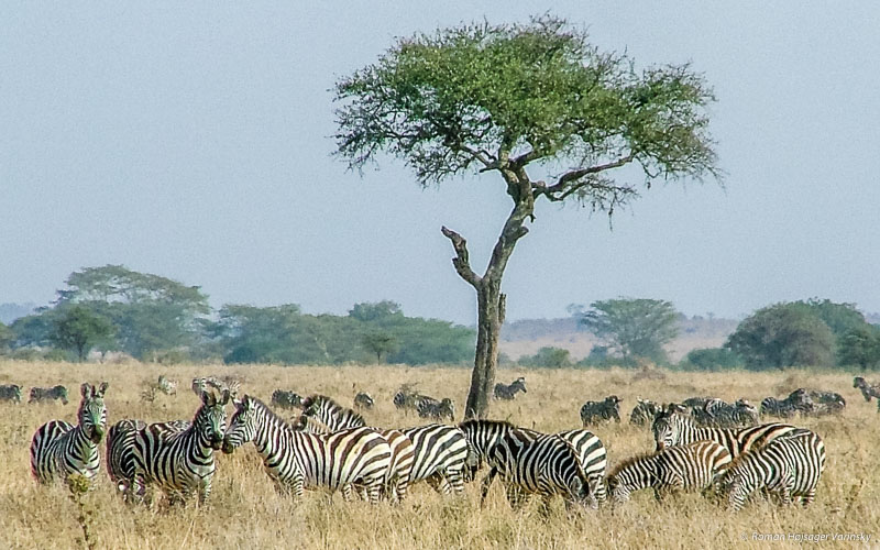 Stádo zebier, Národný park Serengeti, Tanzánia