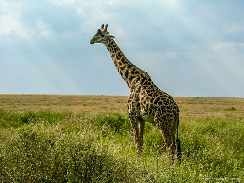 Žirafa v Národnom parku Serengeti, Tanzánia